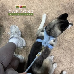 a person holding a dog on a leash